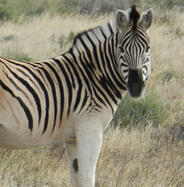 Quagga