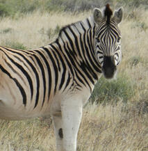 Quagga