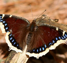 Mourning Cloak