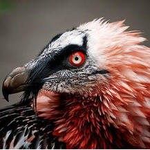 Red Bearded Vulture