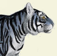 Maltese Tiger