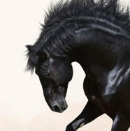 Equine Cladotherian