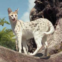 Leucistic Serval