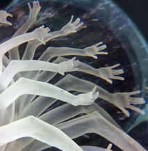 Energy/Ethereal Being