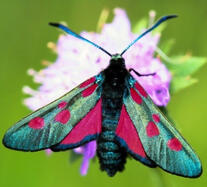 Lepidoptera Cladotherian