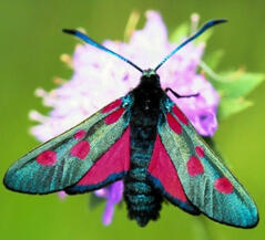 Lepidoptera Cladotherian