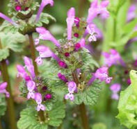 Henbit-Deadnettle