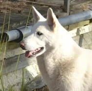White Jamthund