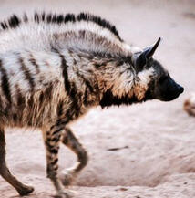 Hyena Cladotherian