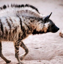 Hyena Cladotherian