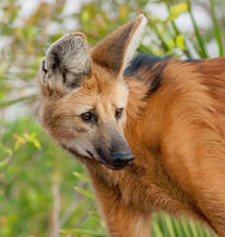 Maned Wolf